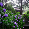 雨中の紫陽花