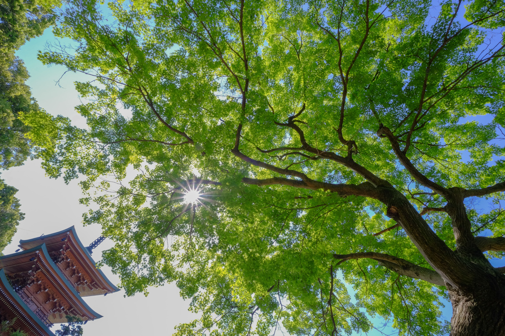 青葉広げて