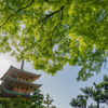 緑燃える