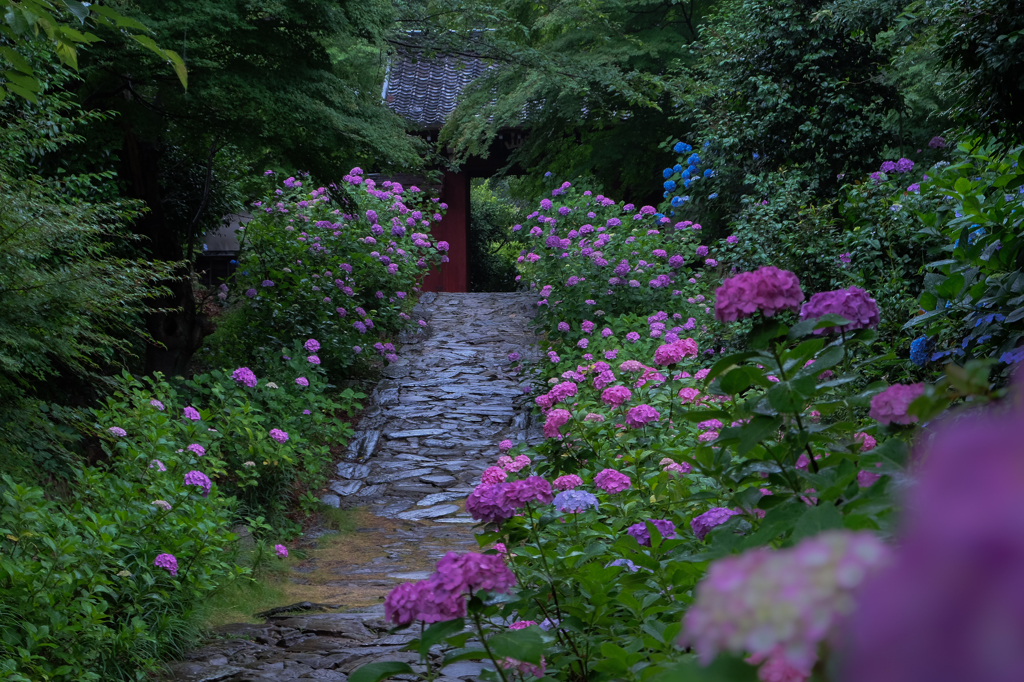 紫陽花参道