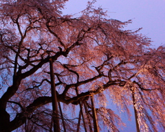奥山田のしだれ桜
