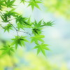 夏もみじ