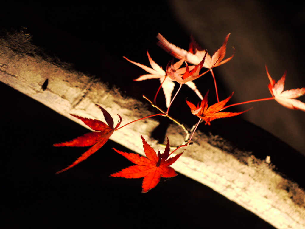 夜紅