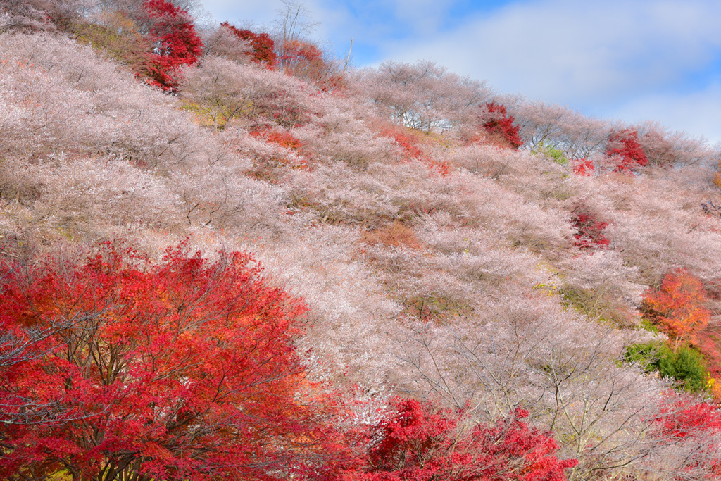 秋彩に白き華咲くⅡ