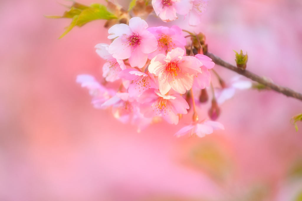 葵桜