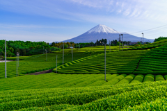 新茶と富士山