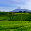 新茶と富士山