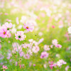 秋桜