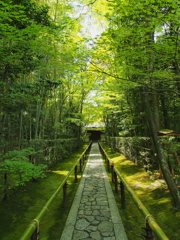 緑の小道