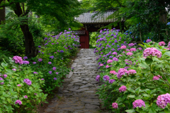 紫陽花参道Ⅱ