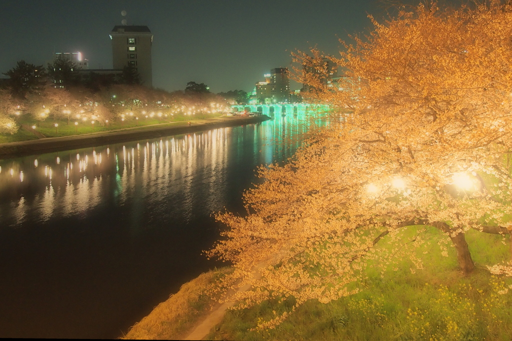 夜を彩る桜並木