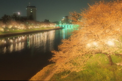 夜を彩る桜並木