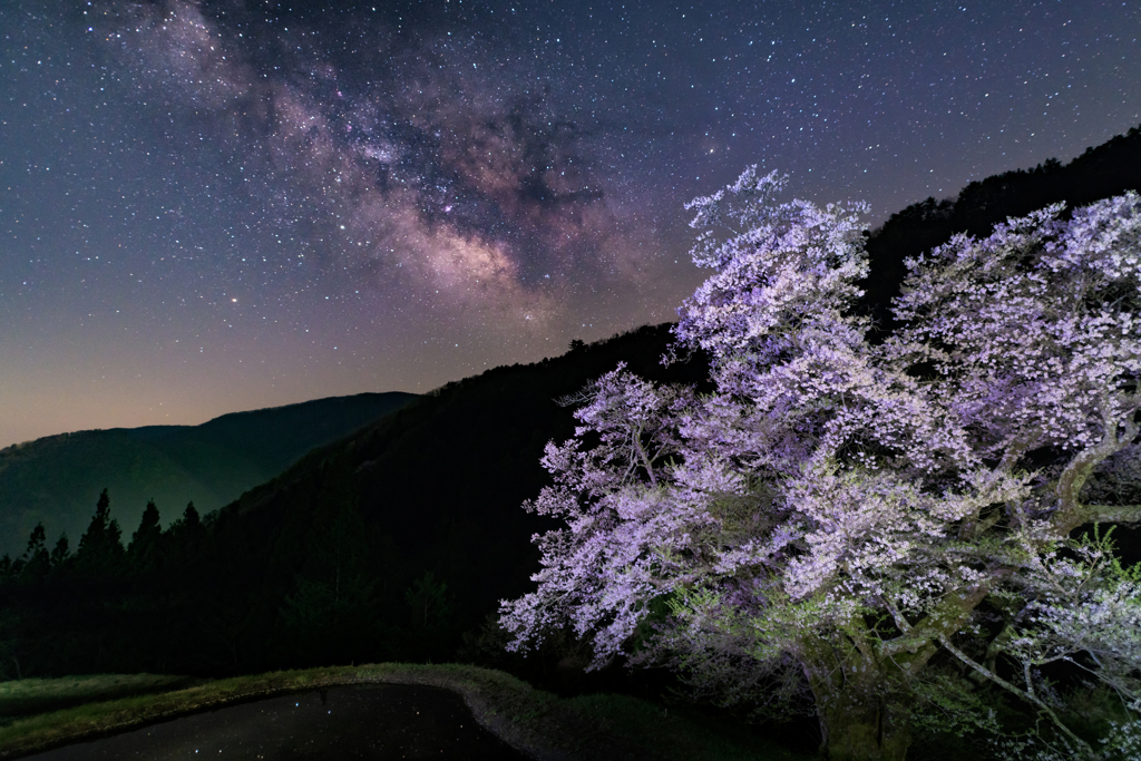 サクラと星とⅡ