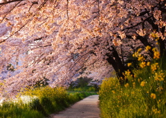 夕暮れの桜道