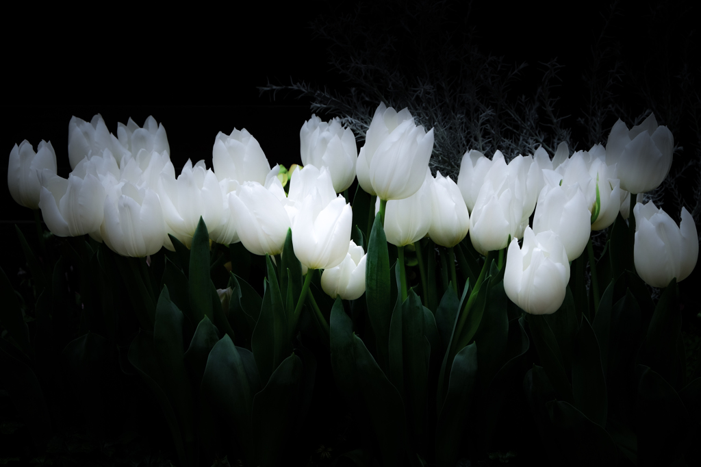 white flower