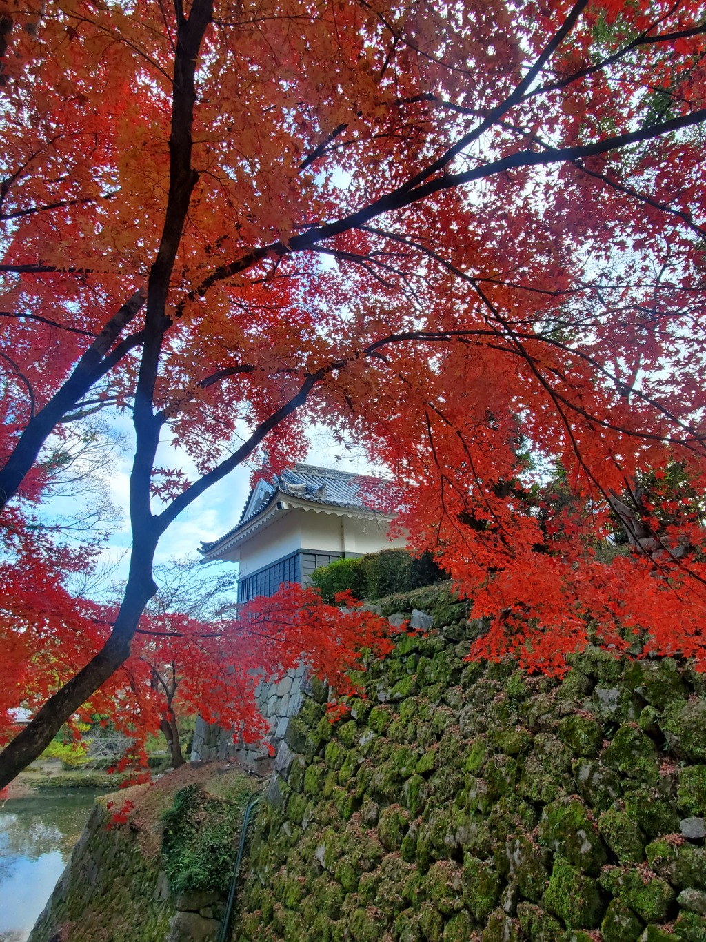 岡崎城の紅葉