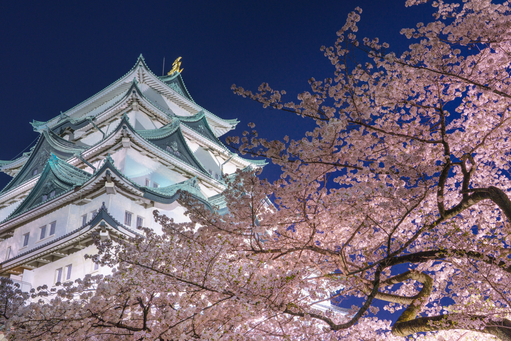 名古屋城夜景