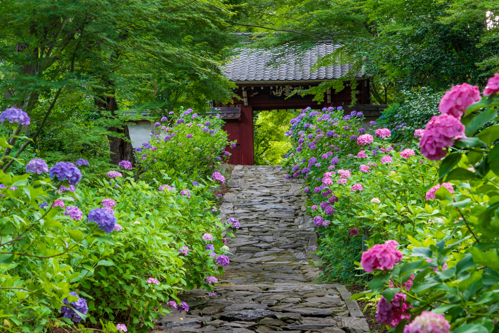 紫陽花参道