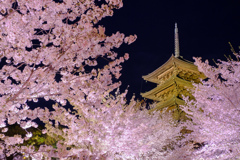 東寺夜桜２