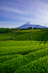 茶畑からの富士