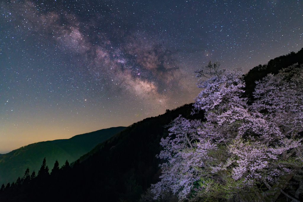 サクラと星と