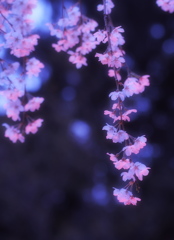 しだれ桜可憐に