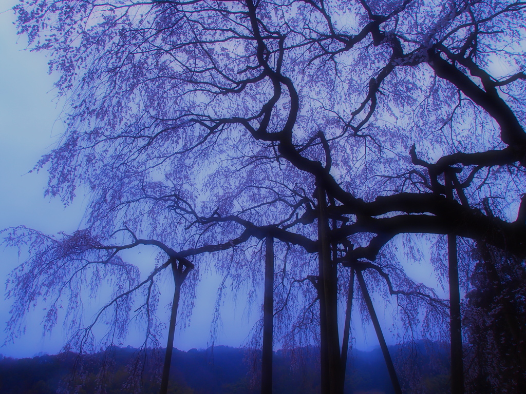 桜濡らす春雨