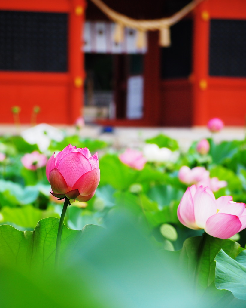 伊賀八幡宮