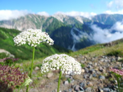 花とアルプス