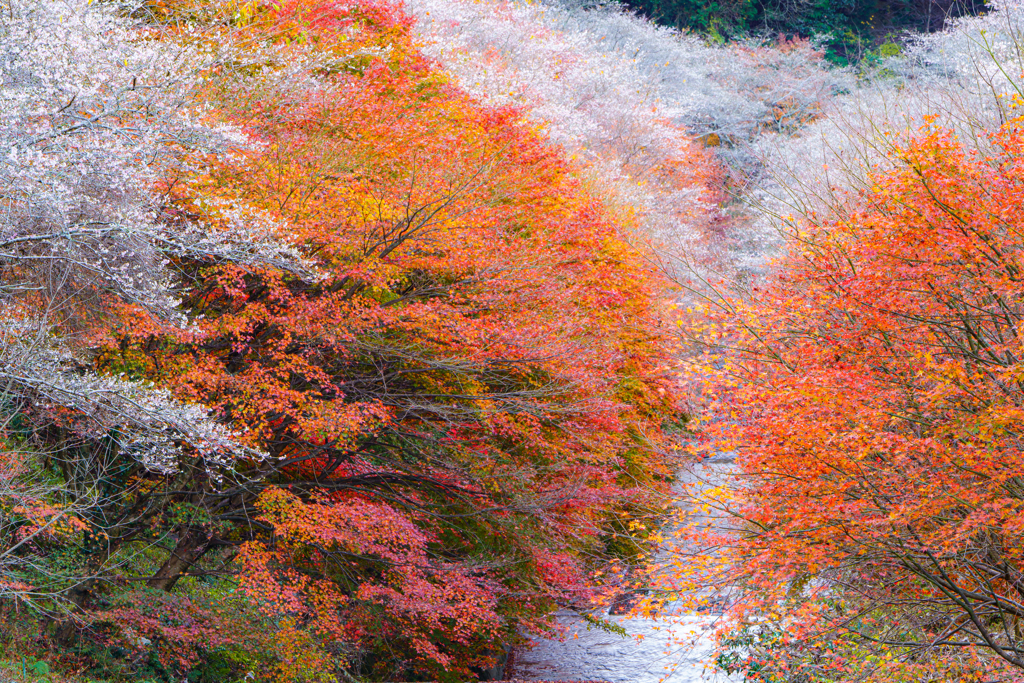 紅葉と四季桜