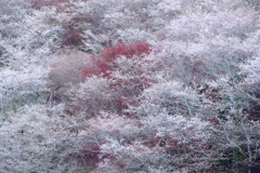 四季桜