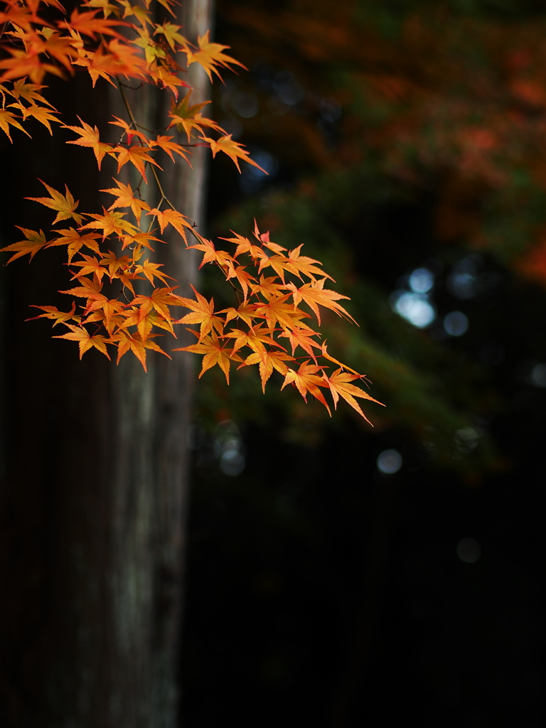 秋模様