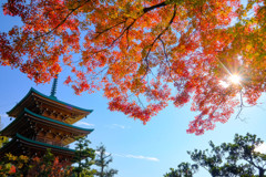 古刹を彩る