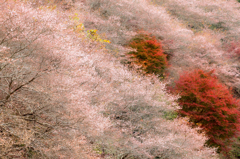 四季桜に赤添えて