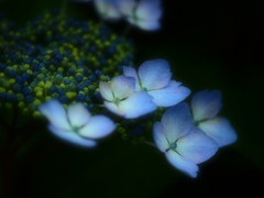 初夏に咲く