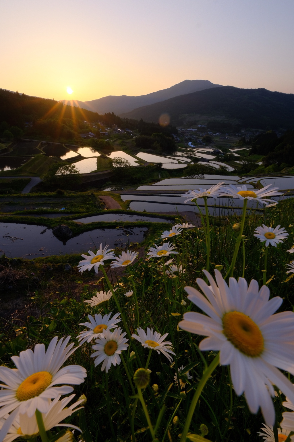 花咲く棚田