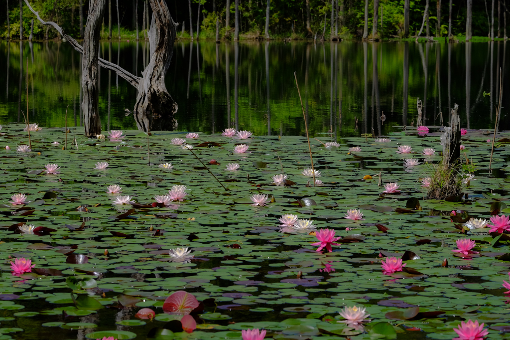 立ち枯れ池の華やぎ