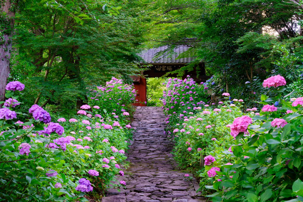 紫陽花参道