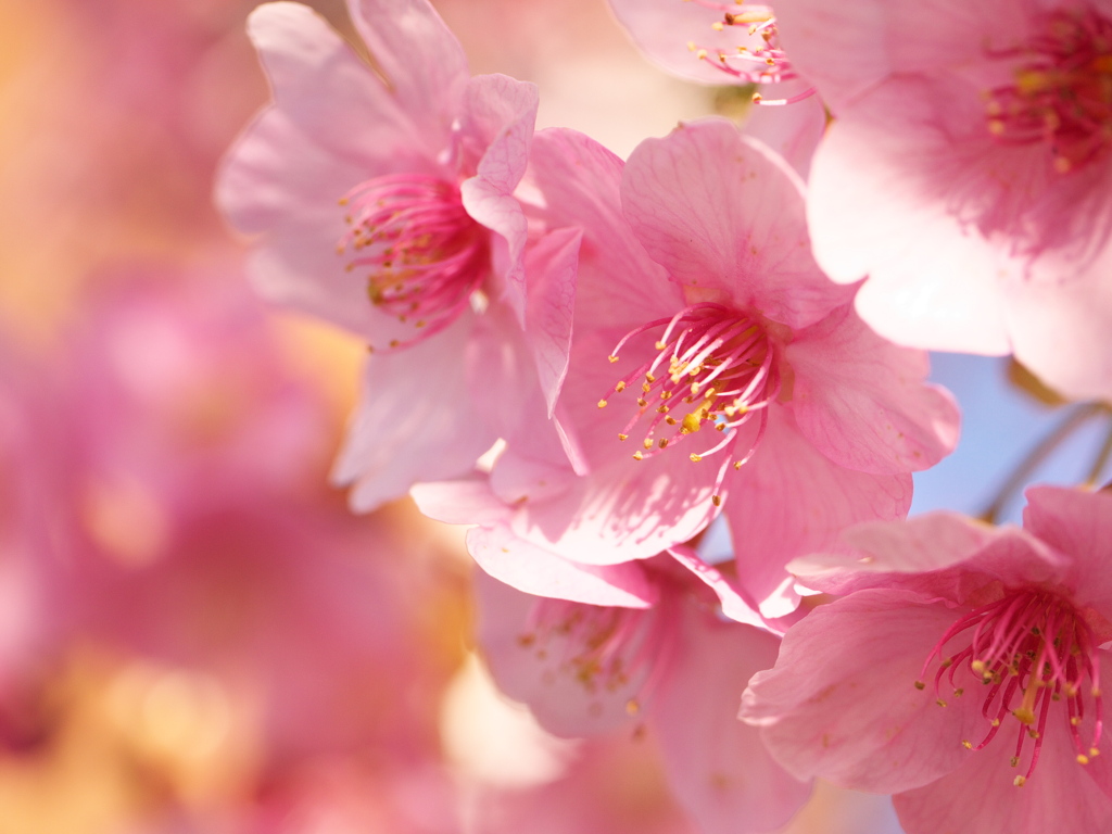 朝撮れ葵桜
