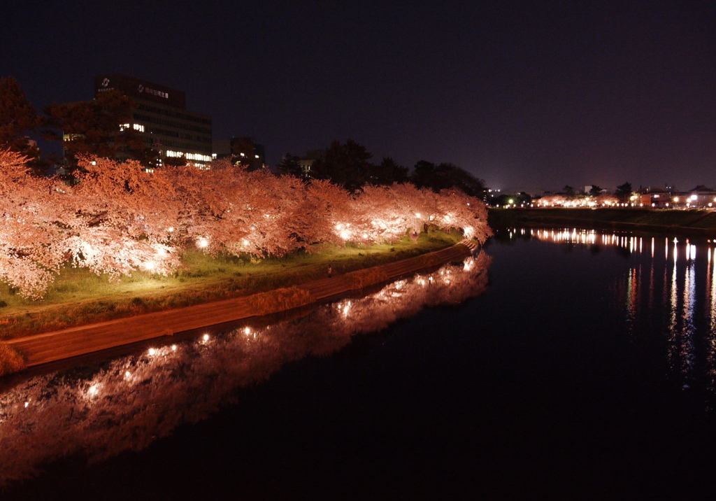 川辺の夜桜