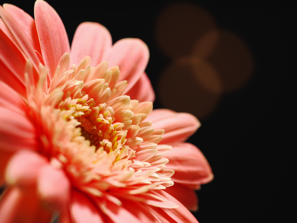 Pink Gerbera