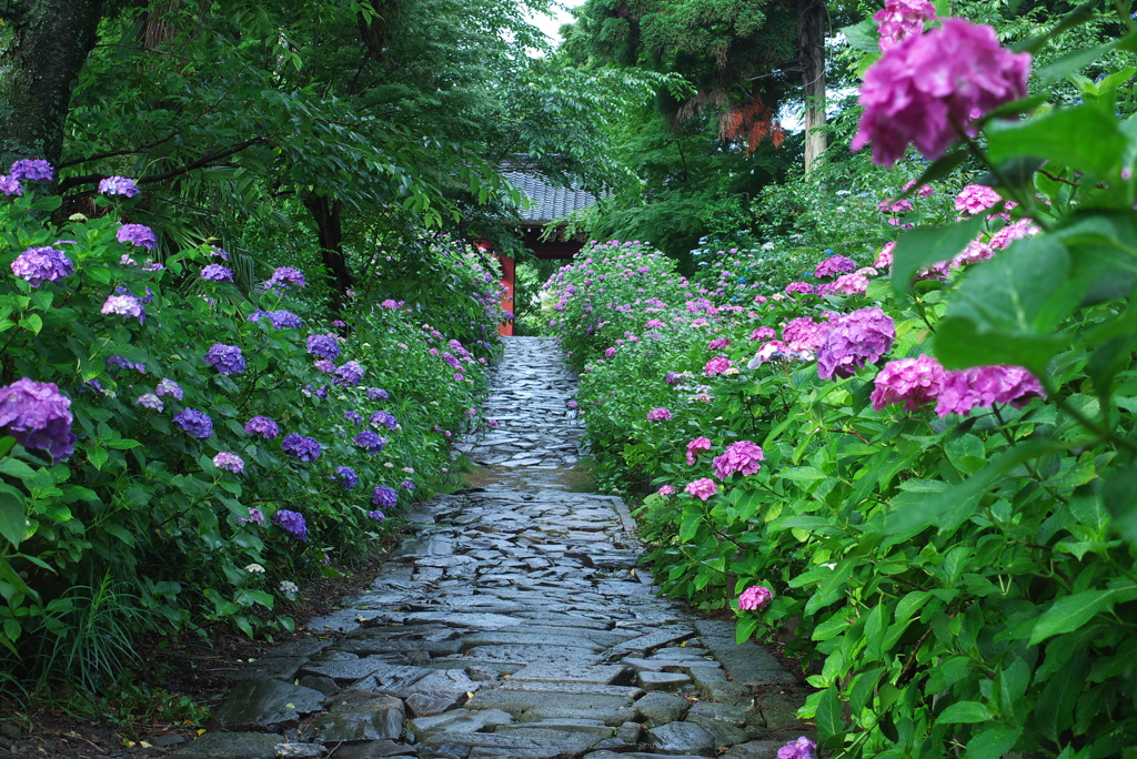 紫陽花の咲く参道