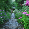 紫陽花の咲く参道