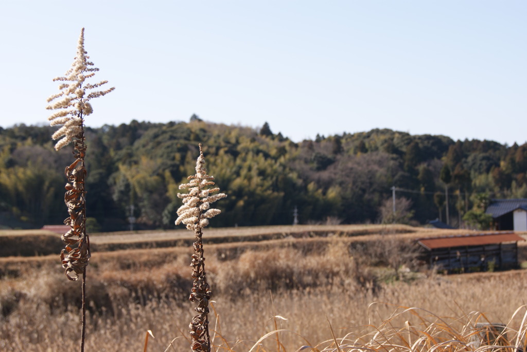 冬の里山