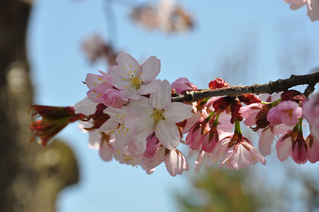 桜満開３