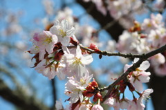 桜満開