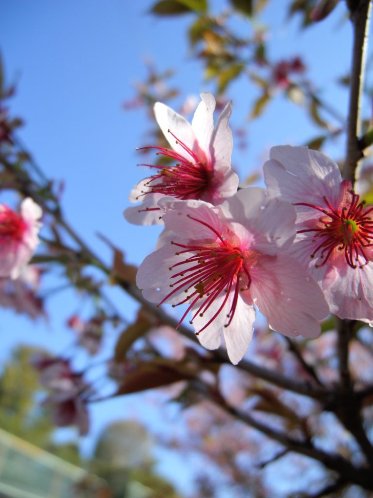 今年最初の桜②