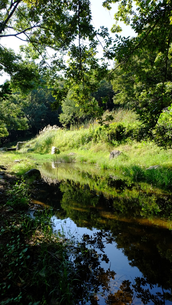 佐鳴湖公園の池