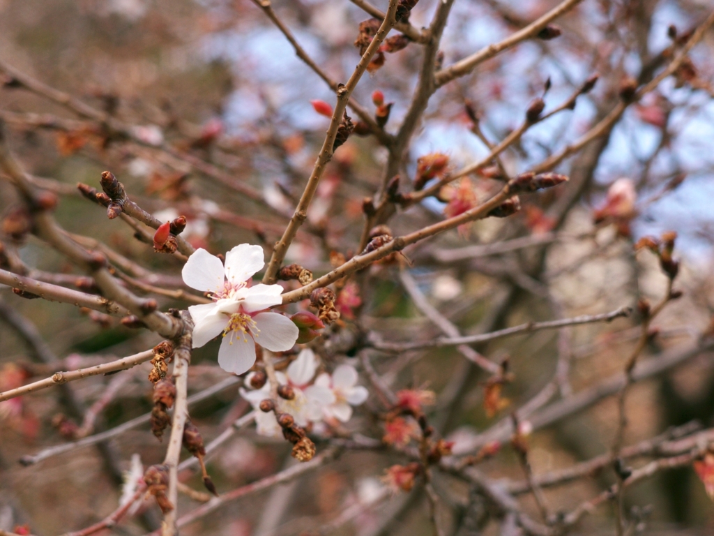 寒咲の桜　2