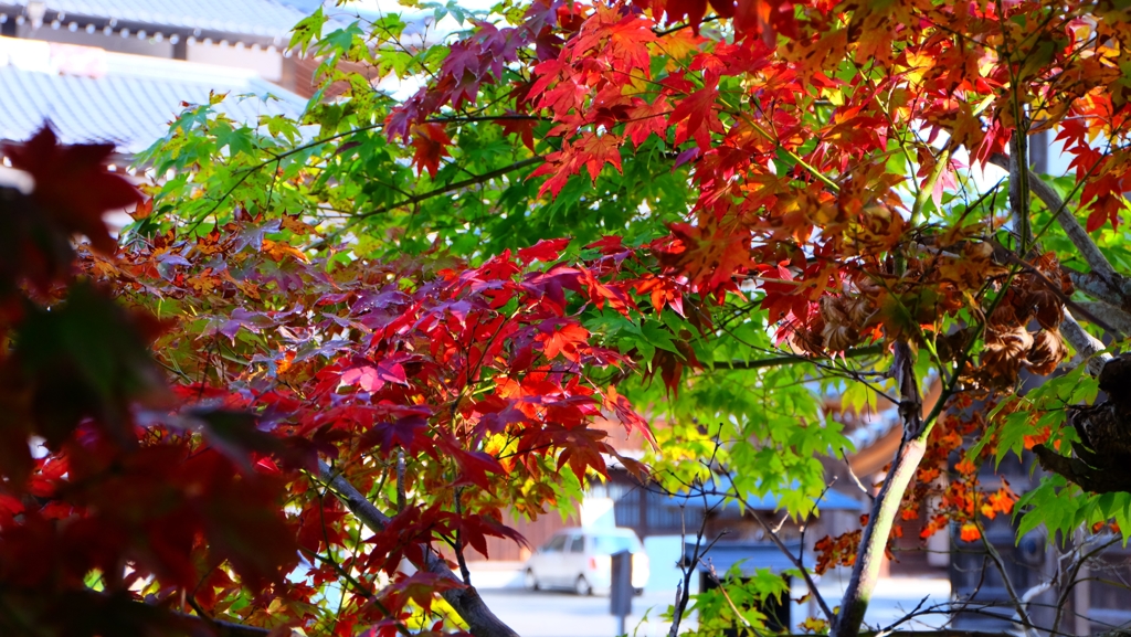 紅葉